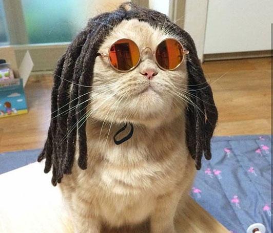 猫咪也爱摇滚吗?有模有样的快点开始你的表演吧!