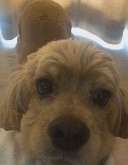 谁也不能阻挡一只求撸的狗子,眼神杀 尾巴杀,铲屎官你还在等啥