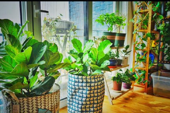 娶了养花高手,一年打造出花房客厅,有一百种花卉.