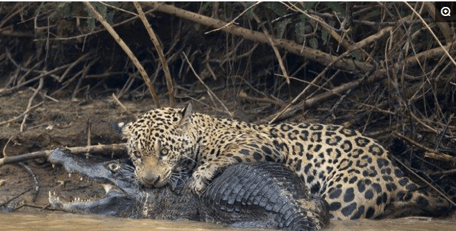 美洲豹|鳄鱼|猫科_新浪新闻