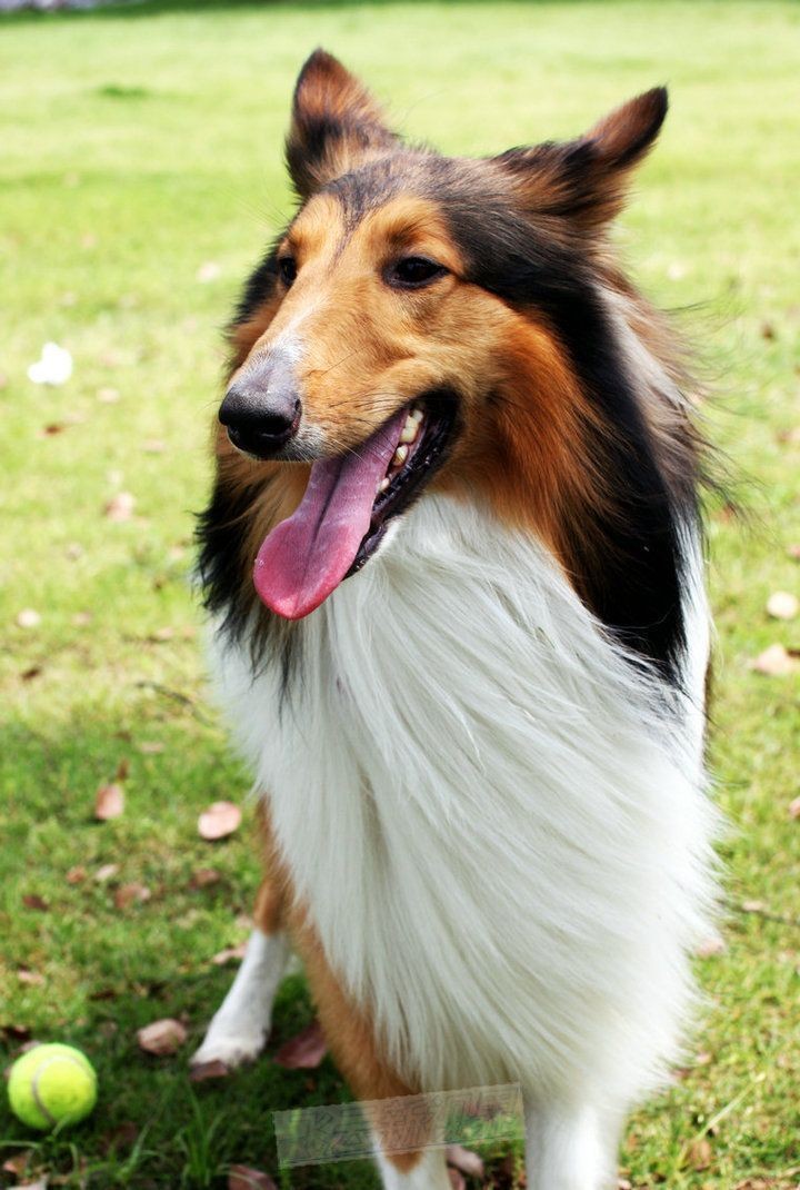 苏格兰牧羊犬智商高不高适不适合家庭饲养你都知道吗