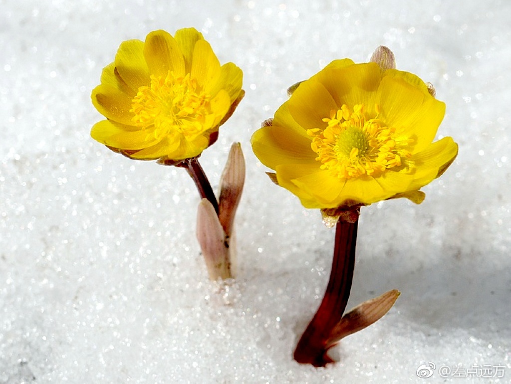 北国三月,春寒料峭。冰凌花冲破冻土冷雪,在凛冽的寒风中悄然开放