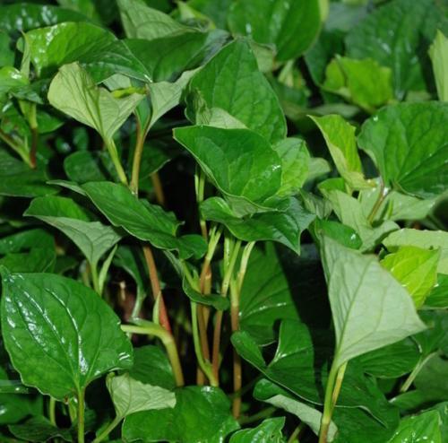 这菜"吃根不吃叶", 北方人闻着恶心, 南方人当成极品美味!