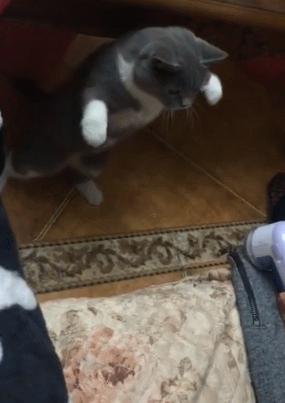 猫一听到粘毛器"嗡嗡"声,立马给它猫拳警告~给这姿势跪了
