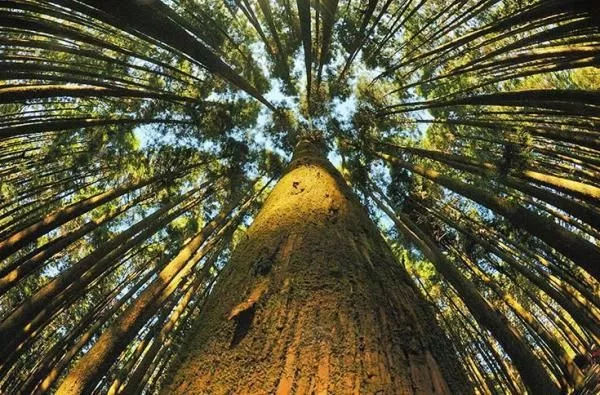 我国年龄最大的8棵树, 第1名比中国历史还长, 婺源有一棵千年树王