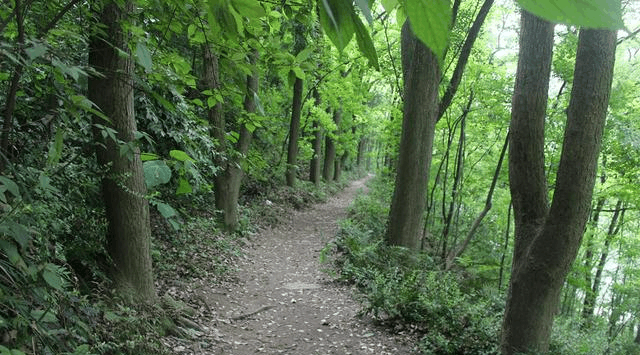【张飞古道】 踏入其中, 温塘峡一条幽静的小道|张飞|古道|温塘峡_新浪新闻