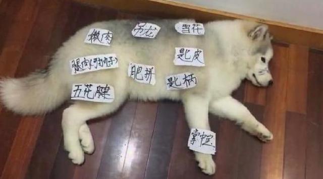 二哈拆沙发主人气的弄了个狗肉火锅分布图二哈不要吃我