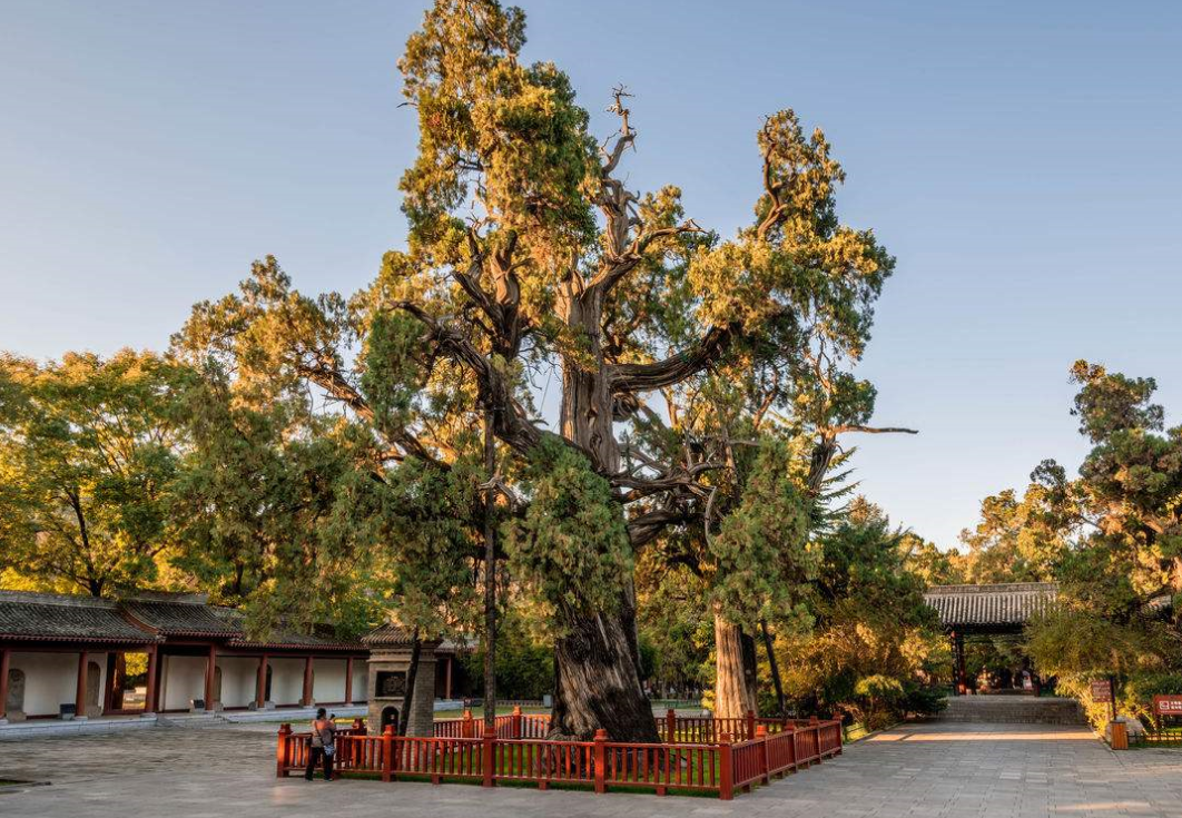 中国最牛的树,中华魂所在中国根所在,一棵配警卫一棵投保1亿