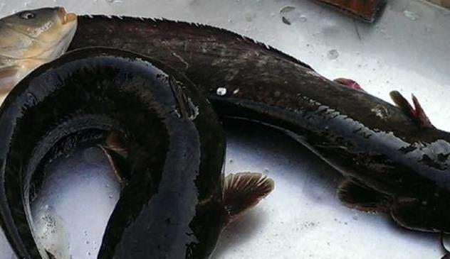 农村渐渐消失的鱼图4是贵气鱼种最后一个拿回家喂狗