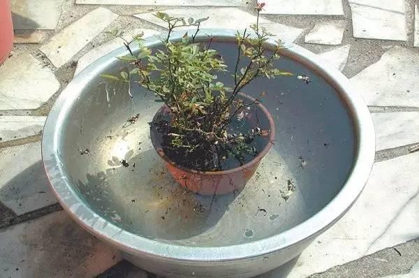 花盆里有蚂蚁怎么办?消灭蚂蚁的几个实用技巧