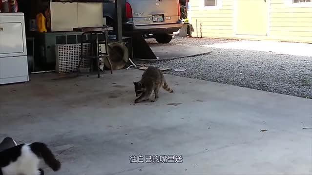 好一口单身猫粮,看起来有点暖有点甜,猫咪小短