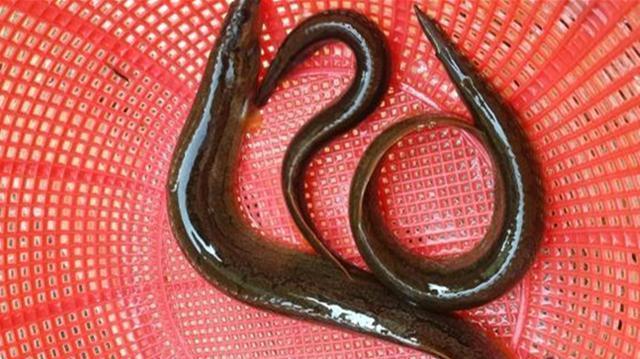 农村最难捕捉的刀鳅鱼一百多一斤有价无货