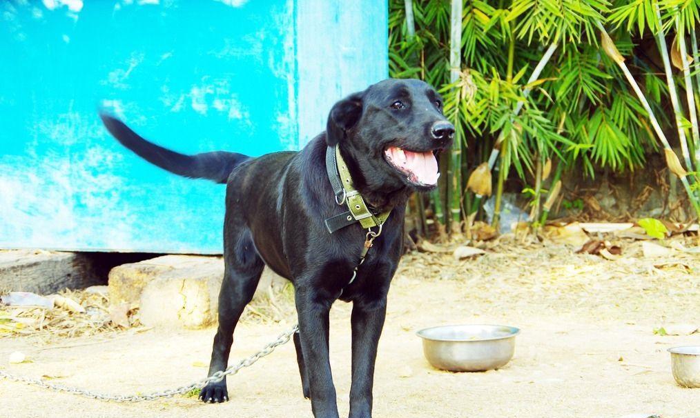 自家黑狗对着怀孕妻子狂吼送去乡下几个月后含泪接回它