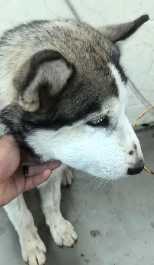 哈士奇鼻子被蛇咬,俩蛇印在鼻上,抬头一瞧:傻狗!