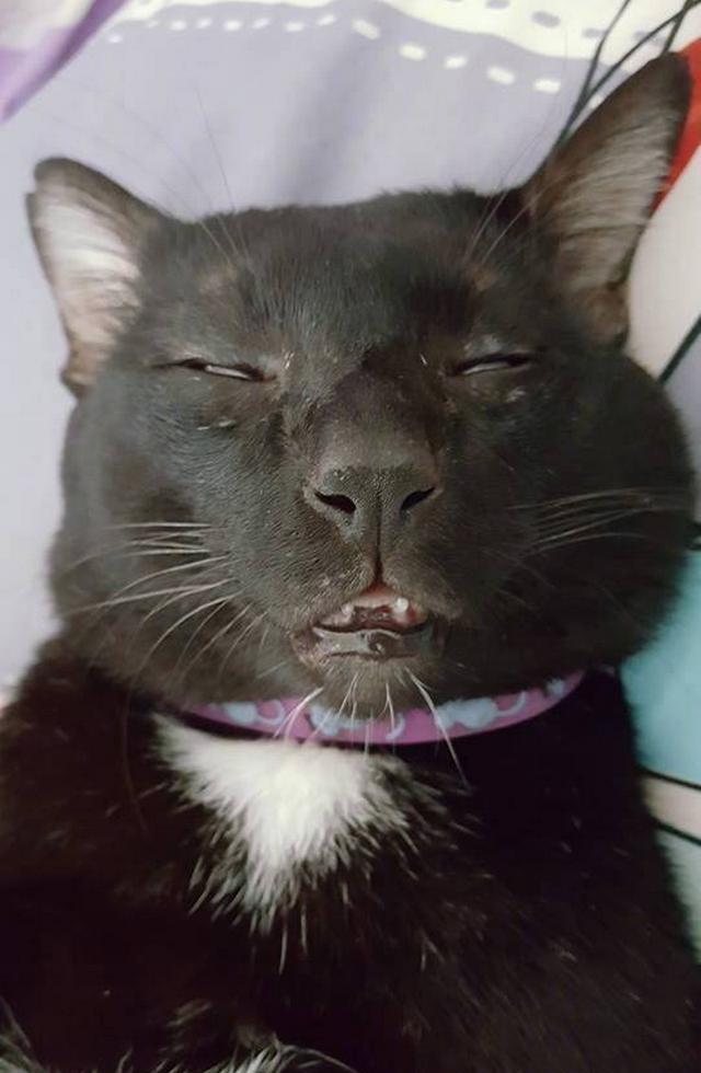 这只黑猫火了,只因它的睡姿太过"销魂",把网友们给丑到了