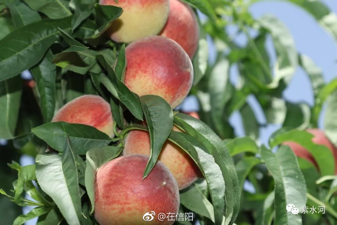 光山斛山乡种植鲜桃带领农民走向脱贫致富路