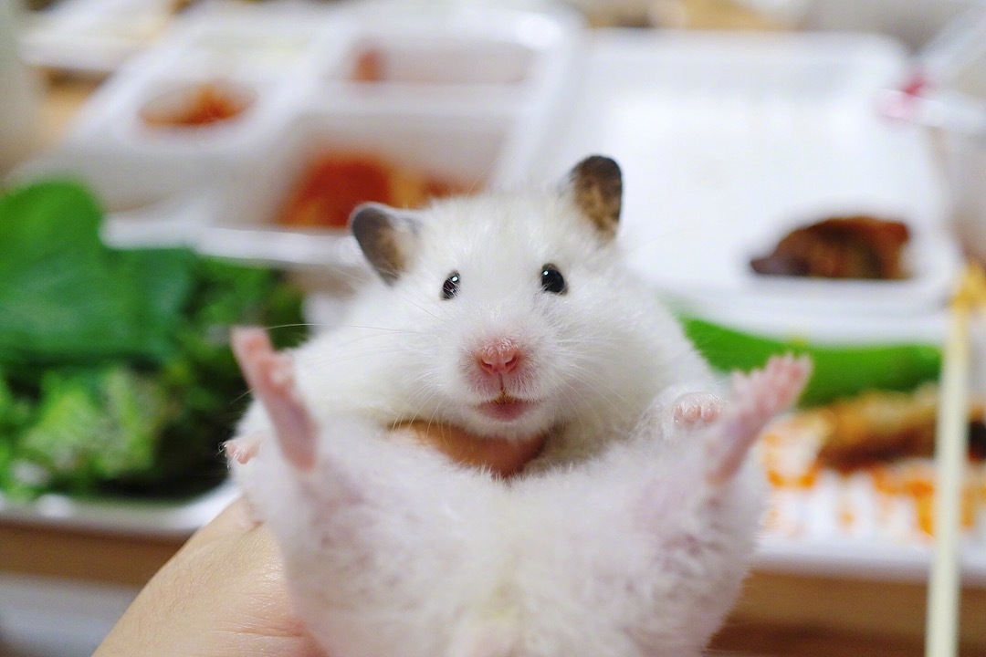 一只超萌的糯米团子向你say嗨……(ins:ofcourse.16)