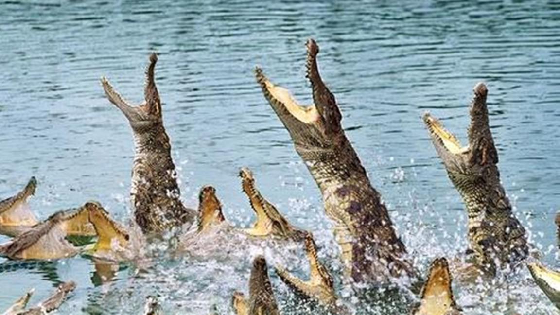 咸水鳄大战科莫多巨蜥图片