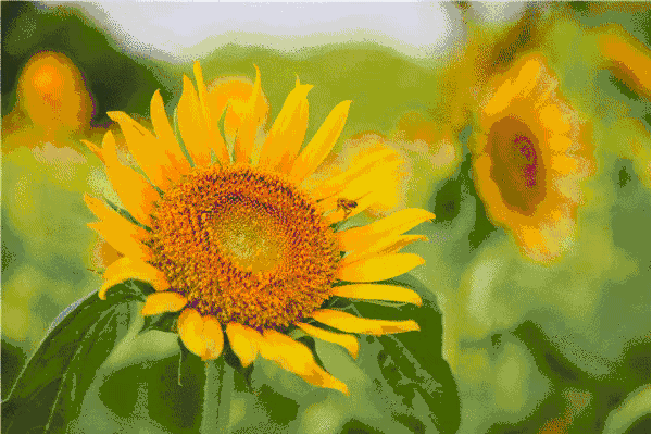 免费!地铁直达一大片向日葵花海!梦幻浪漫的小太阳