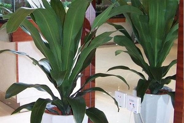 也门铁叶色四季常绿文雅气息十足在家养一盆空气新鲜每一天