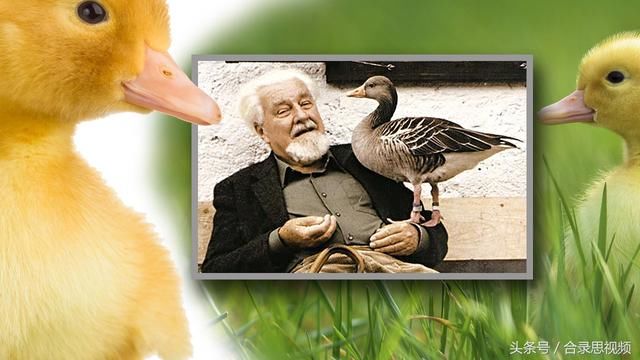 康拉德·劳伦兹对鸟类的习性进行观察.