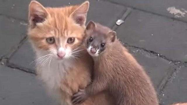 黄鼠狼为啥被叫做"黄大仙"?这古怪动物聪明到让人难理解