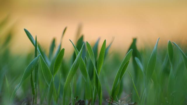 非洲草原上有一种尖毛草,最初的半年不但不往高长,还"倒长",它把力量