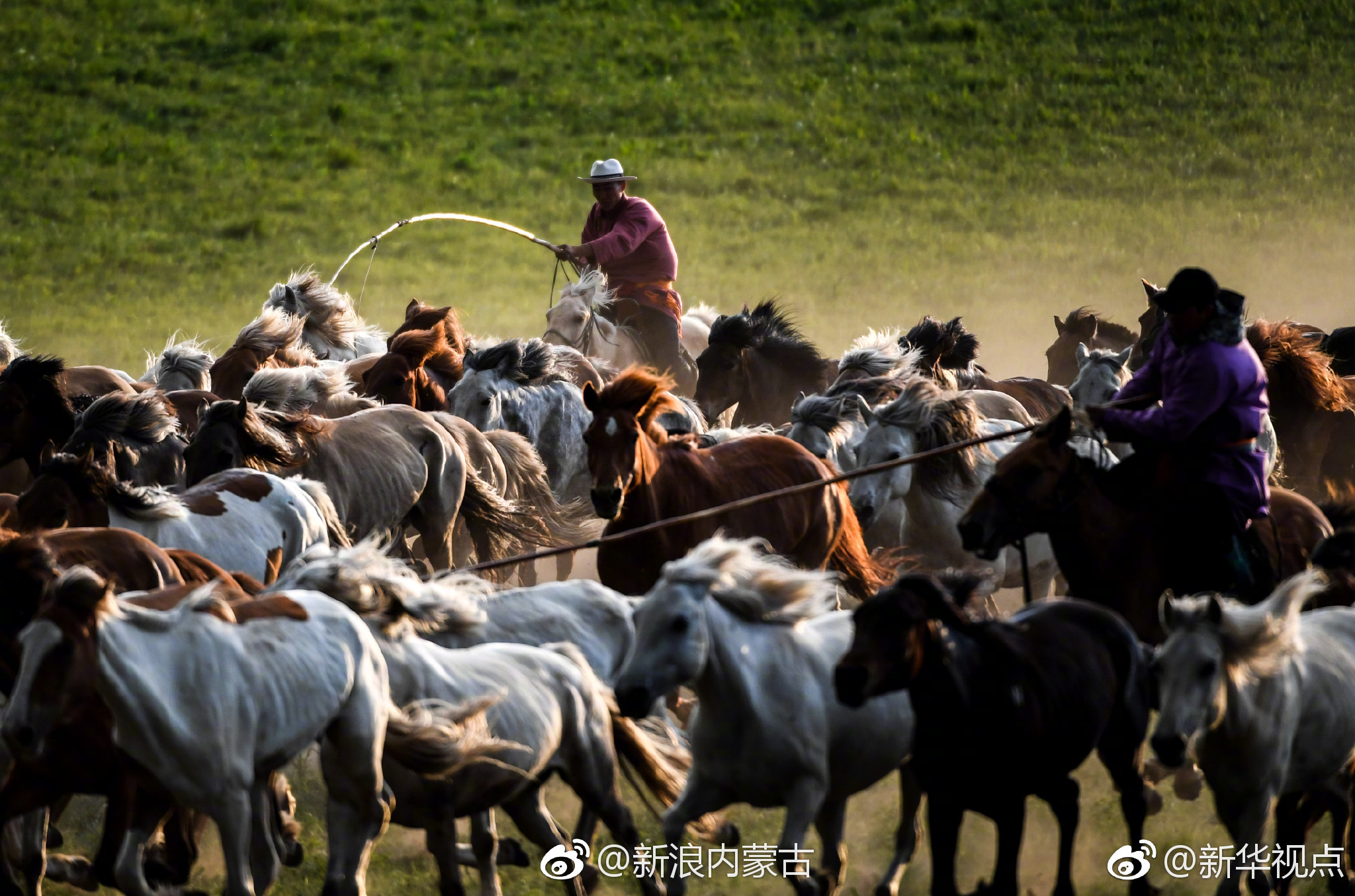 内蒙古赤峰牧民草原驯马 群马奔腾景象壮观