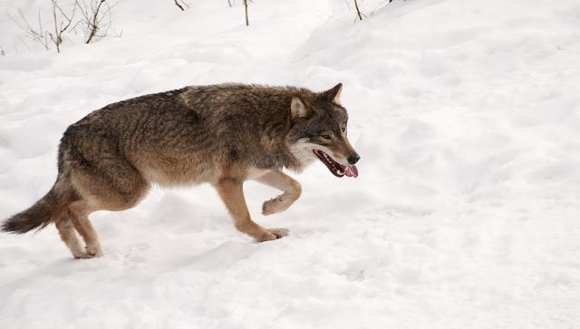 大灰狼狩猎过程, 比虎豹嗜杀, 见到好欺负的收不住手|灰狼|猎物|狼群