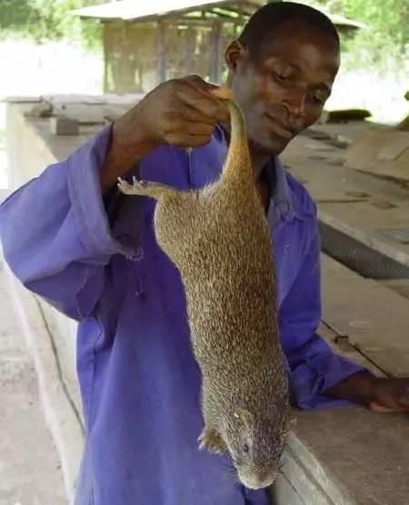 秘鲁巨型豚鼠颠覆你对荷兰猪的认知