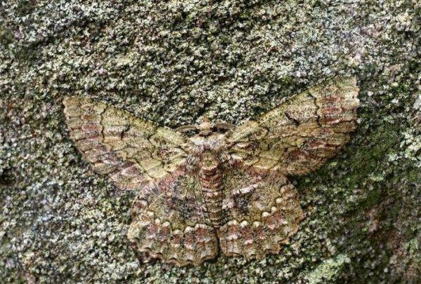 地球上10大动物伪装大师, 能全找出来真的是好眼神