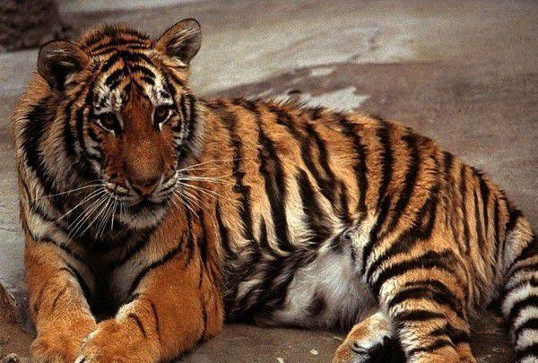 地球上体型最小的老虎, 唯一的天敌是人类, 最后一只80年前被猎杀