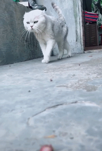 猫咪打架王者归来,举手投足彰显霸气,网友:有猫的地方就有江湖