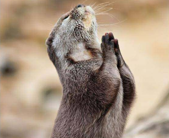 搞笑图片小老鼠在祈祷早点发财是么哈哈