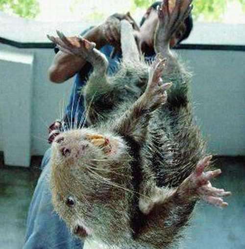 老鼠有30斤,人却骨瘦如柴