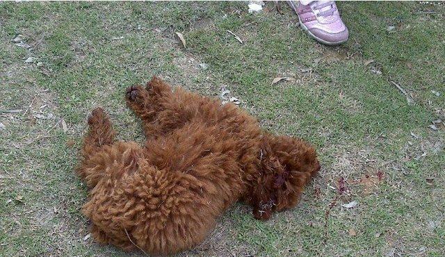 狂躁罗威纳咬死泰迪,主人不承认,金毛伸张正义为泰迪报仇