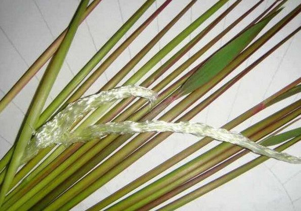 农村这种尖尖草剥开看里面就像棉花一样