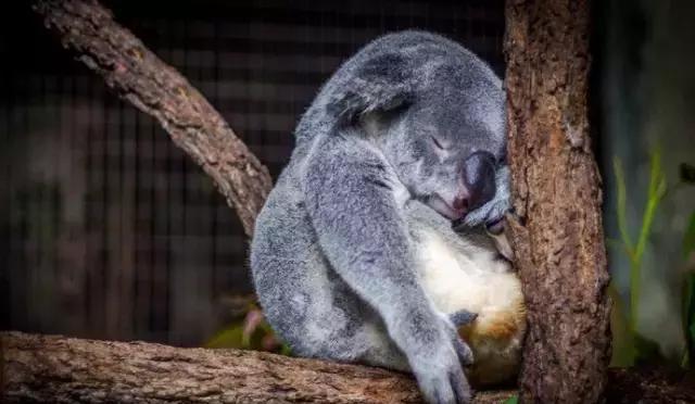 澳洲龙柏考拉动物园lonepinekoalasanctuary