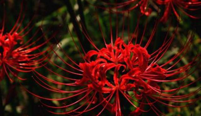 老人生前喜爱宠物死后依旧不忘自家老猫