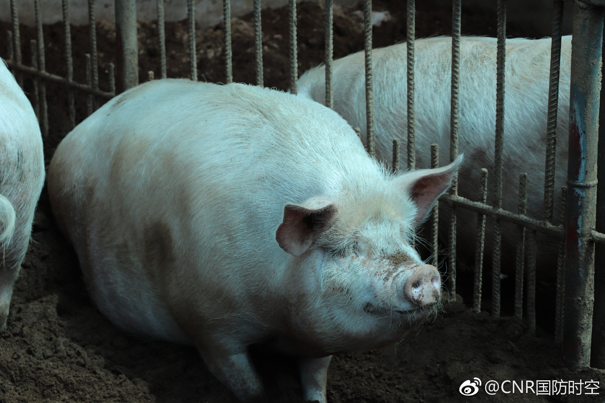 厉害森警兵哥哥亲手杀猪为比武练兵调剂膳食