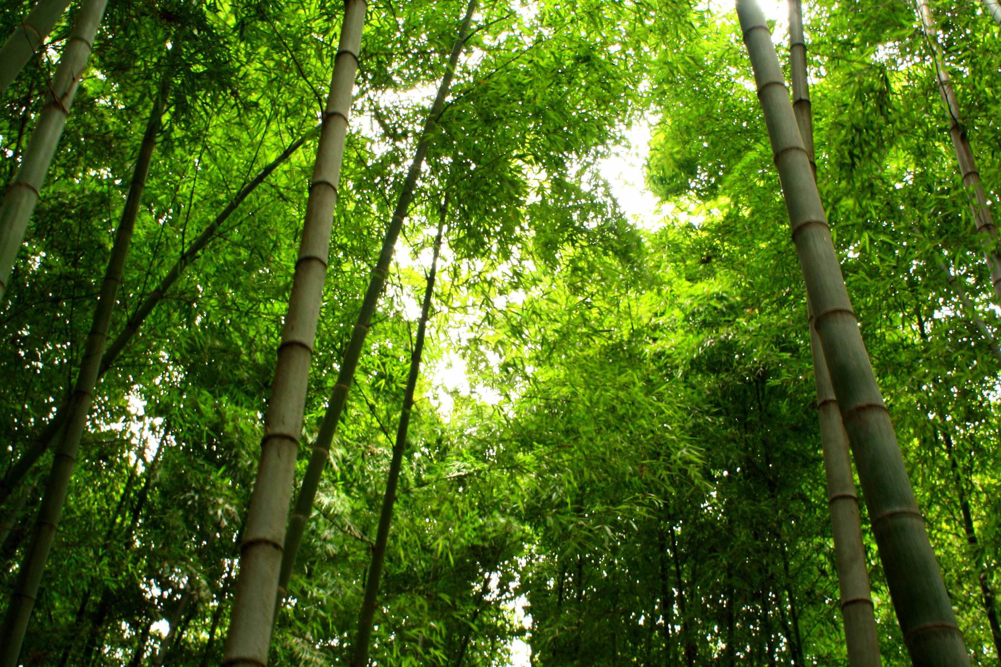 杭州最美不过西湖,但双溪竹海比西湖还美