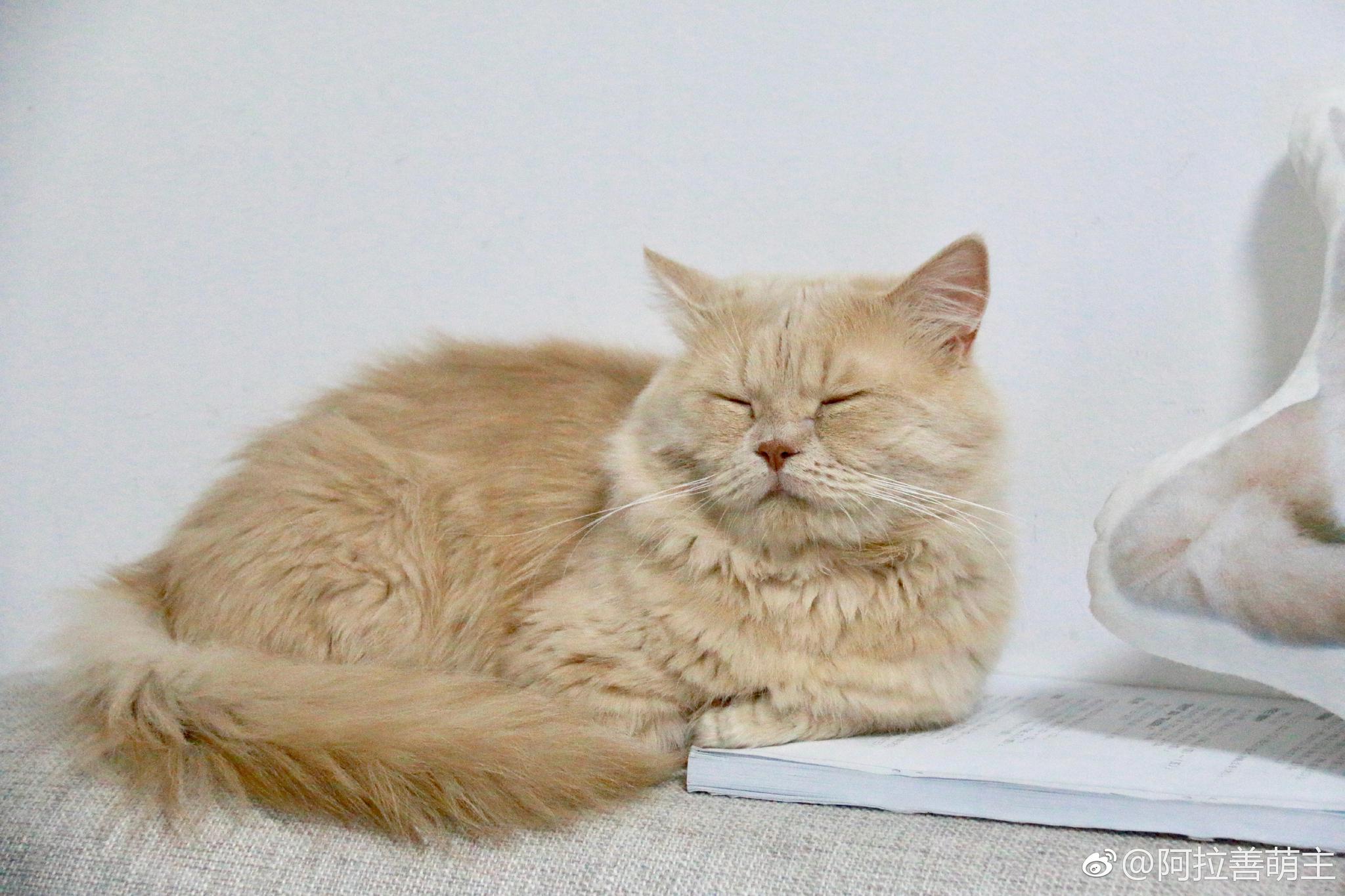 二蛋猫,枕着书睡觉是可以涨姿势吗?