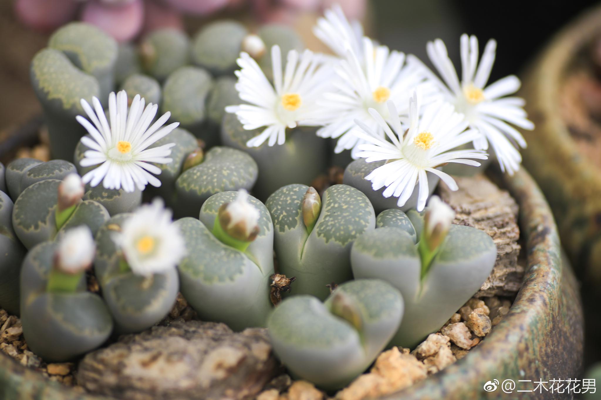 屁股开花的季节又来了