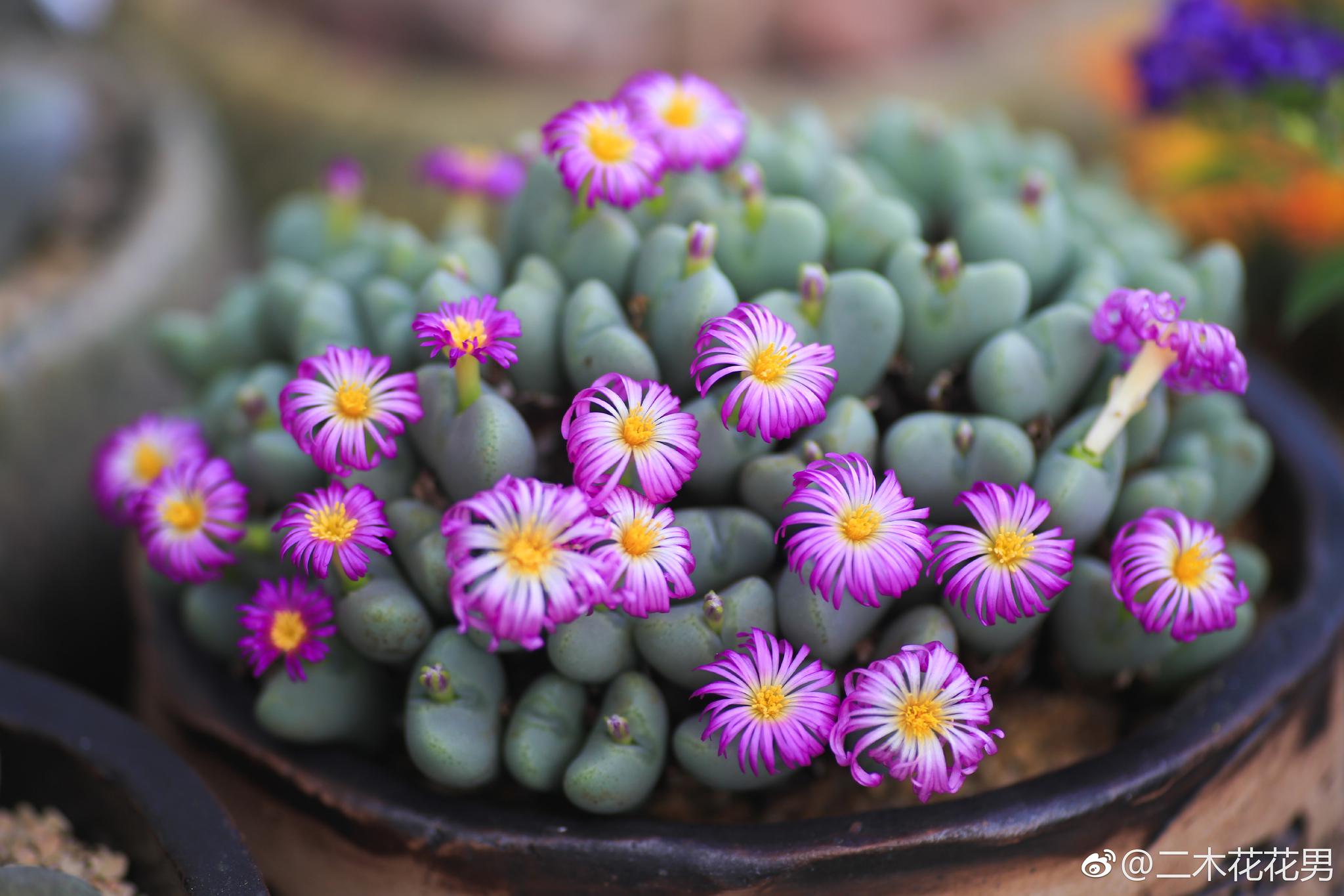 屁股开花的季节又来了