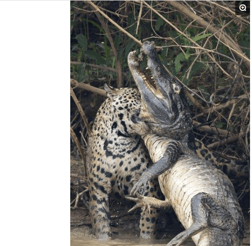 美洲豹|鳄鱼|猫科_新浪新闻