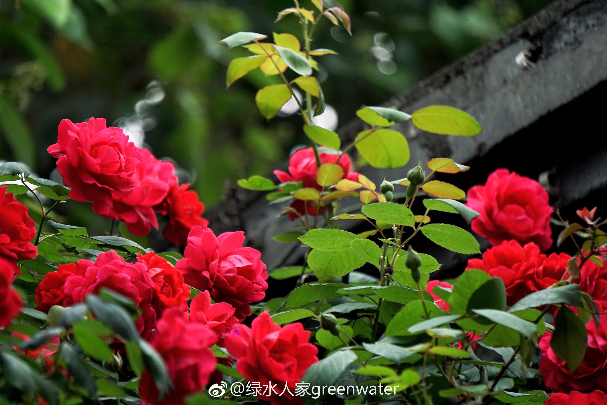 鲜花簇拥的宽窄巷子:春天的成都是花的城市