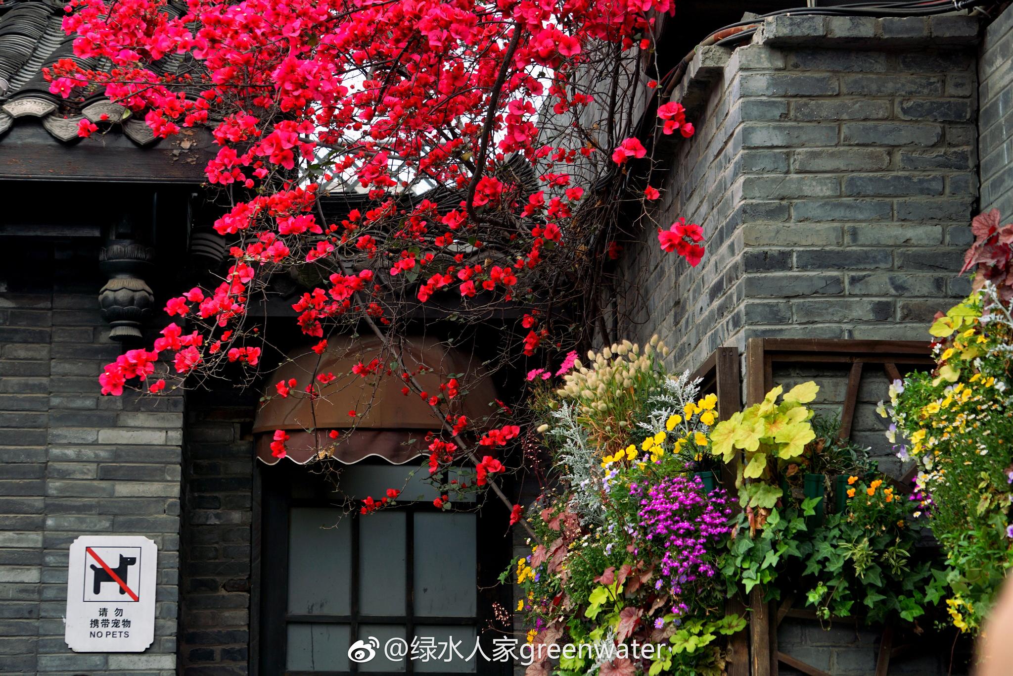 鲜花簇拥的宽窄巷子:春天的成都是花的城市