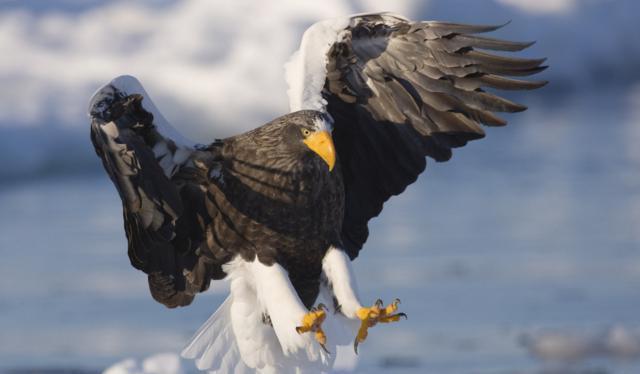 叫声似虎的飞禽虎头海雕: 不鸣则已, 一鸣惊人!