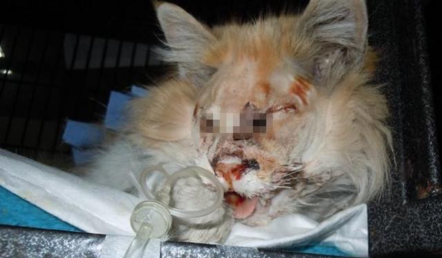 路遇一只昏迷的猫咪,抱过来一看,眼睛竟然被人挖掉了!