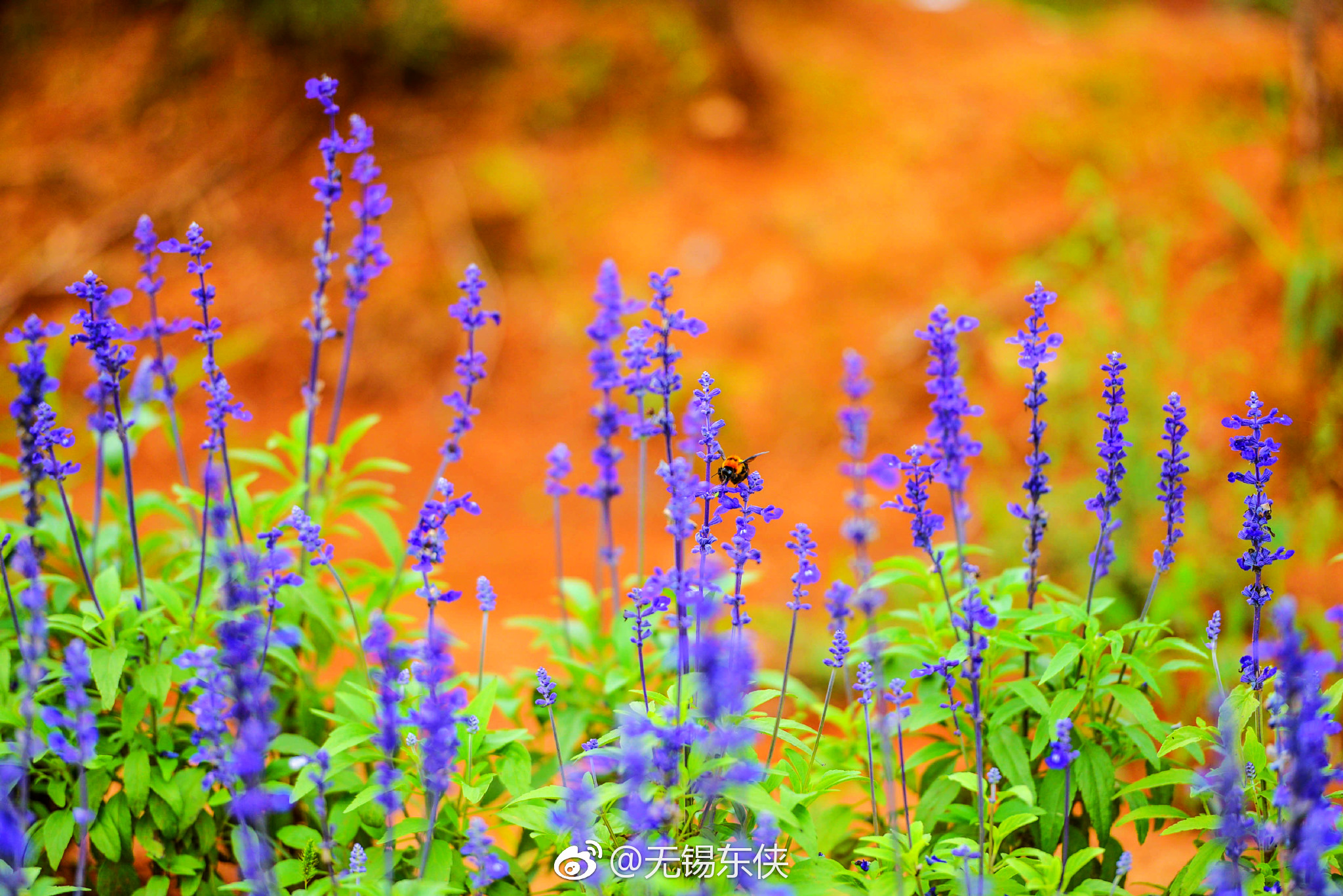 宜兴紫海,紫色浪漫,湖父镇深氧紫海薰衣草